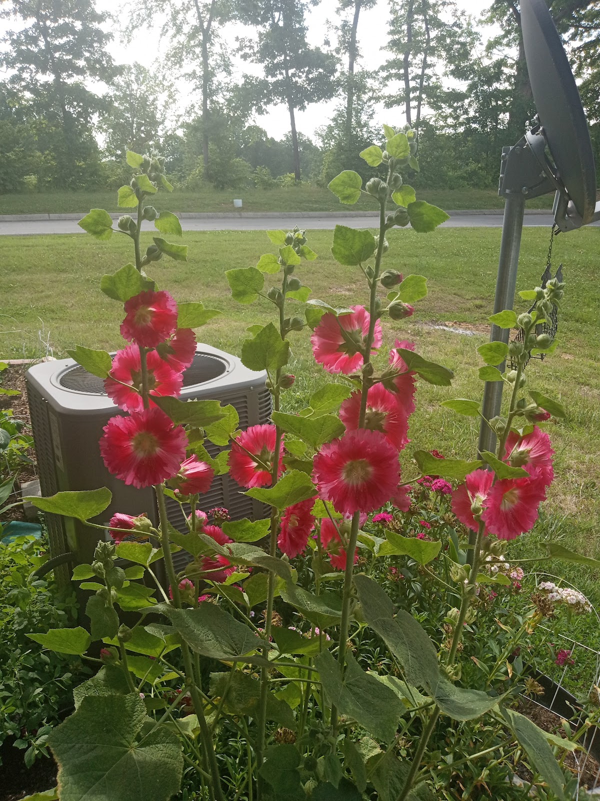 Dickson Gardens