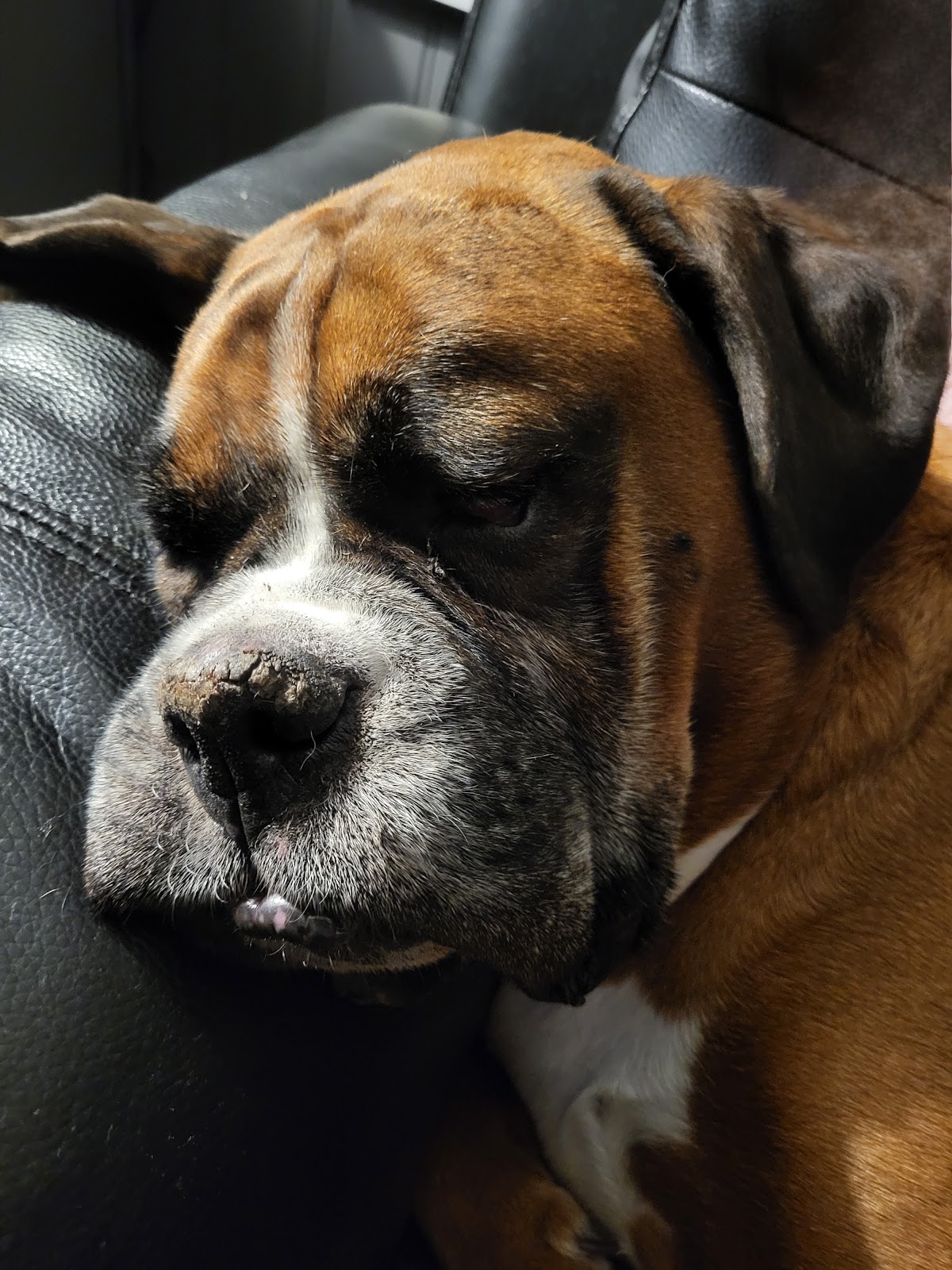Beehive Vets (Rothwell)