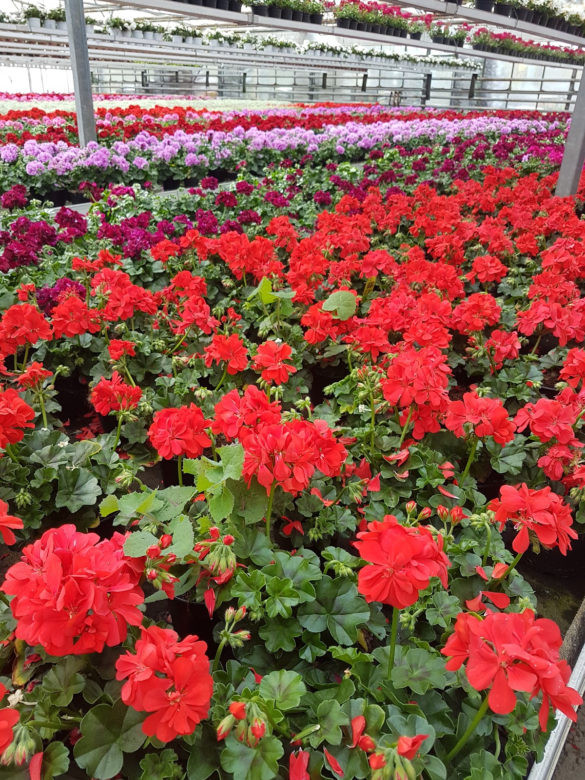 Gartencenter Braun GbR - Bondorf