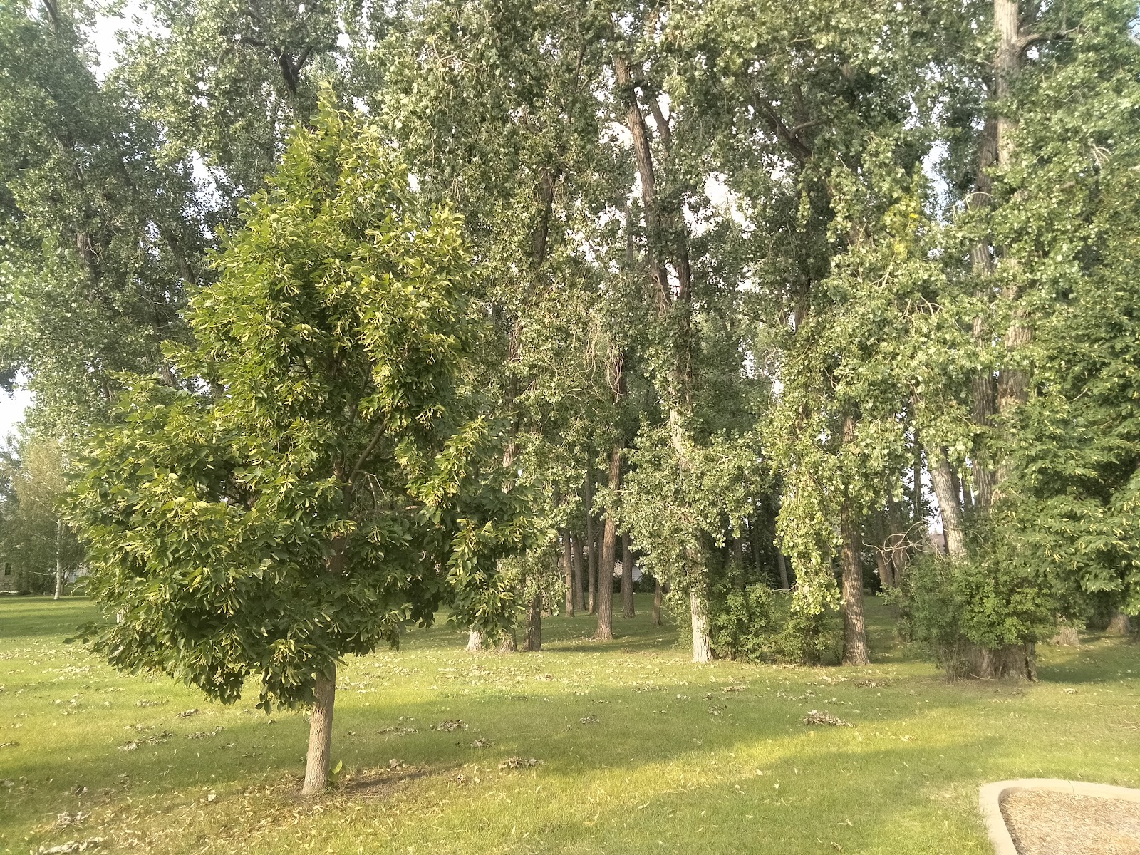 Arbor Park