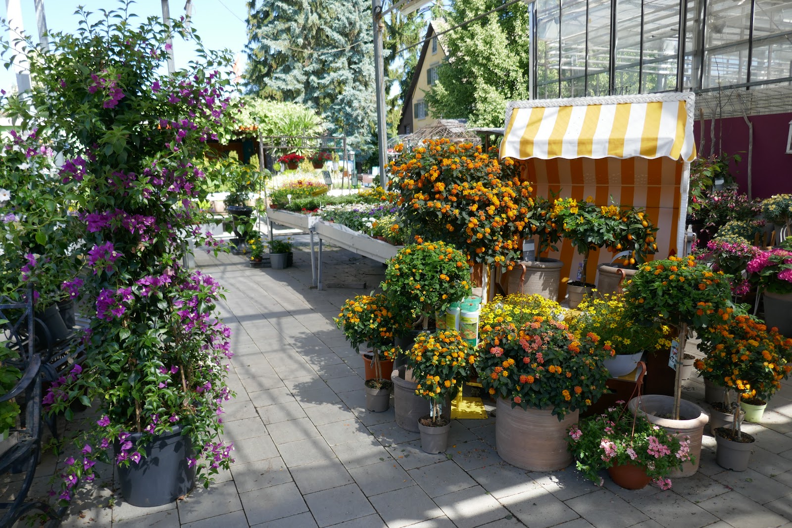 Blumen Eichenberger Oberrieden