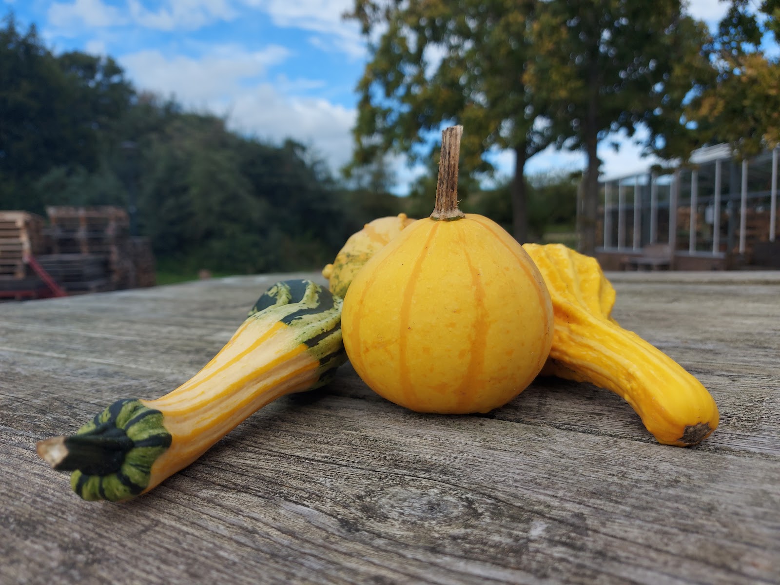 's Heeren Loo, Woonzorgpark Willem van den Bergh
