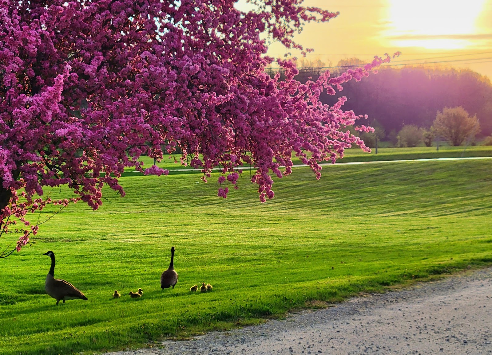Divine Rehabilitation and Nursing at Honeytown