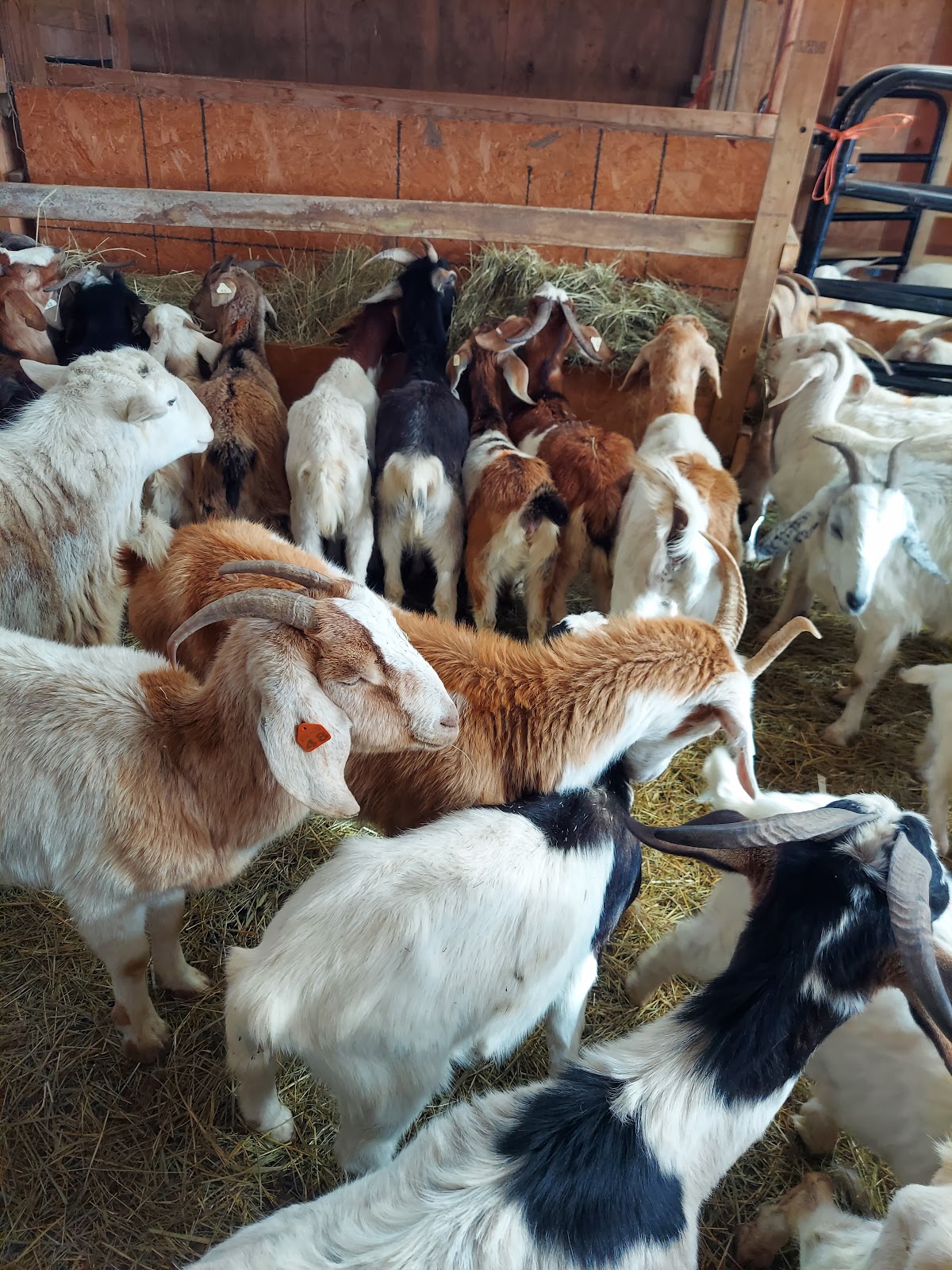 Madina Farm (Zabiha Halal)