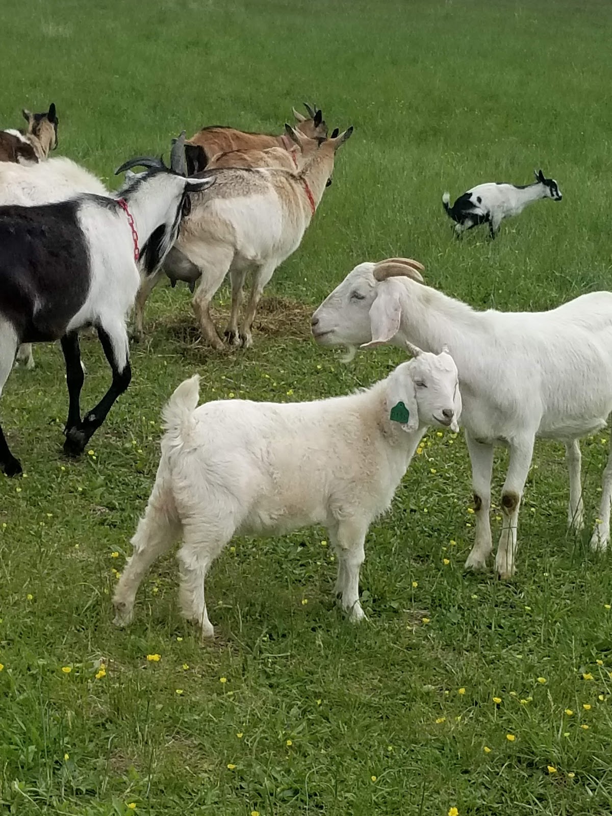 Madina Farm (Zabiha Halal)