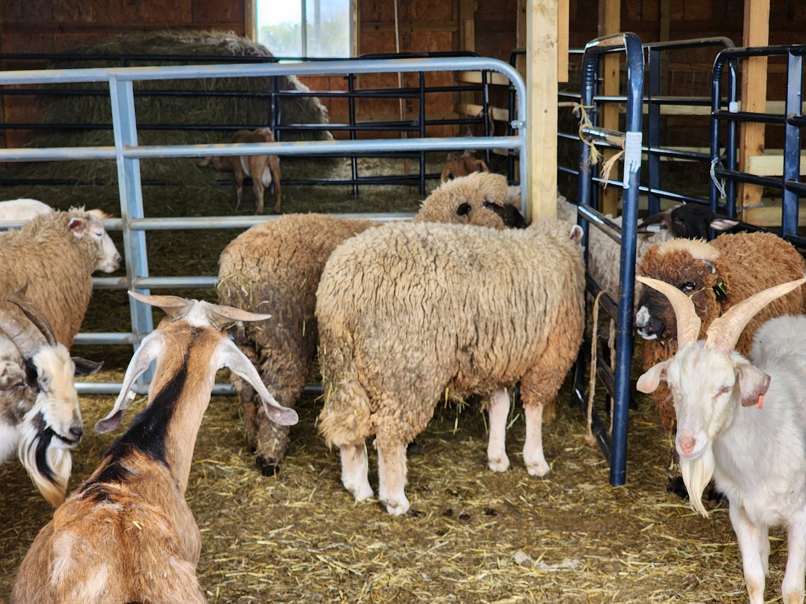 Madina Farm (Zabiha Halal)