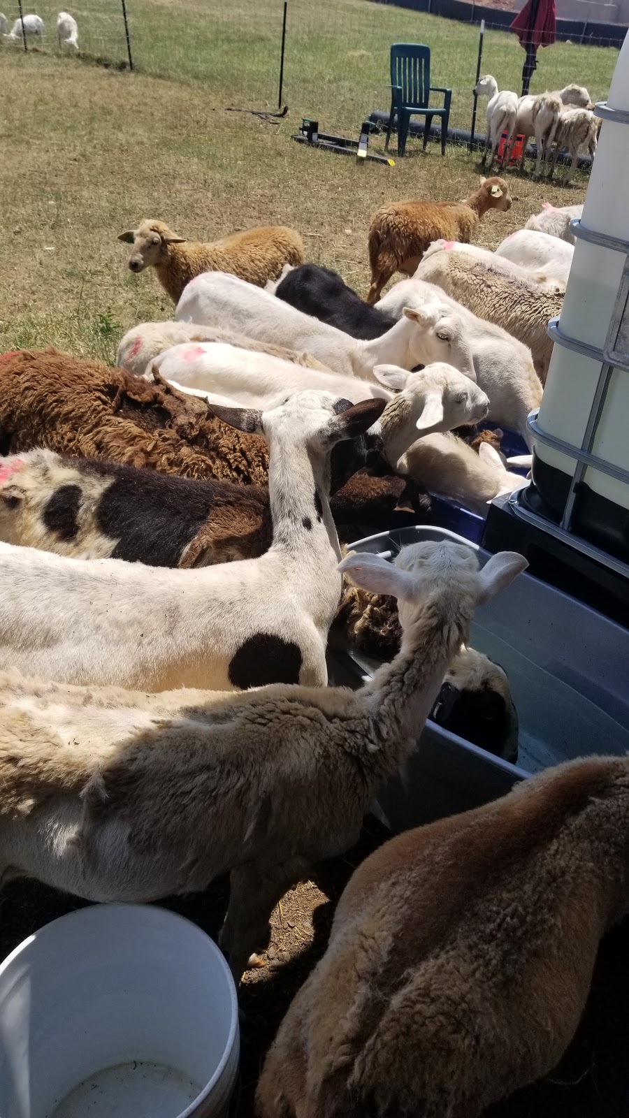 Madina Farm (Zabiha Halal)