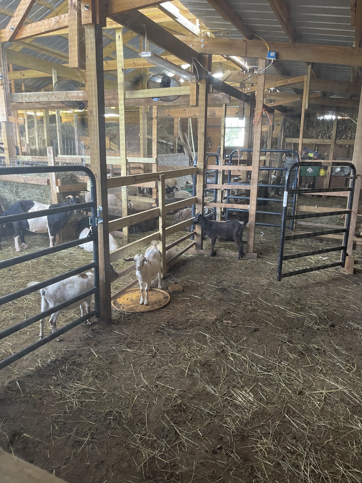 Madina Farm (Zabiha Halal)