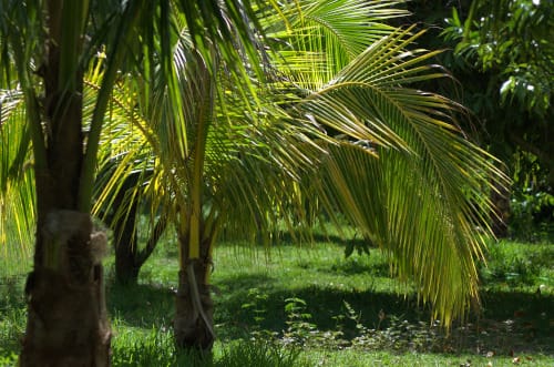 Anse La Raie Care Home