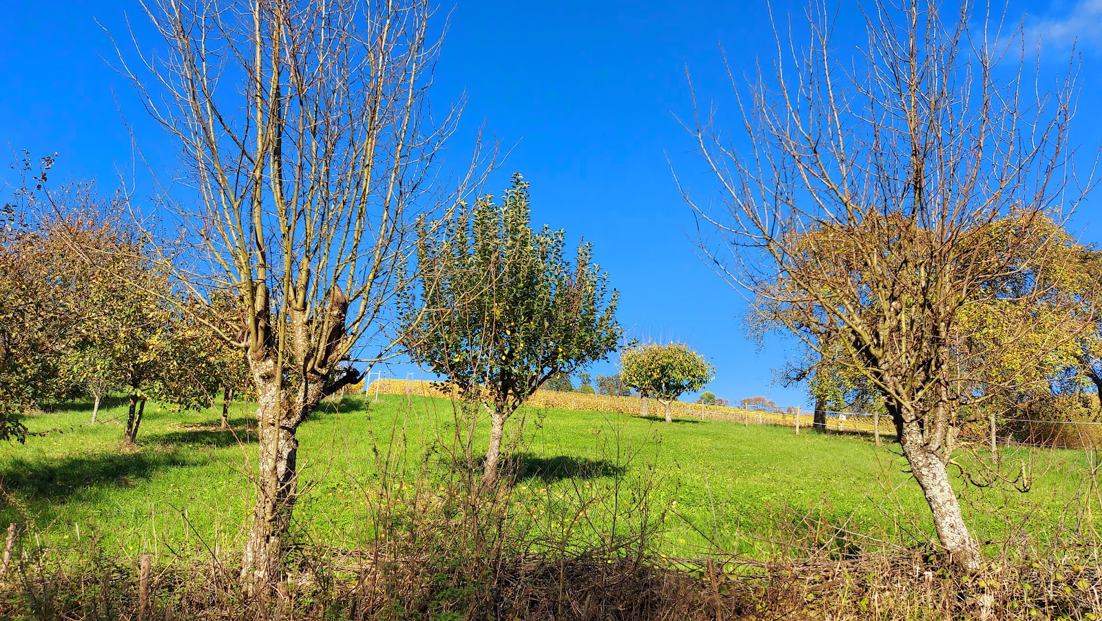 Unterer Lindelberg-Windischenbach