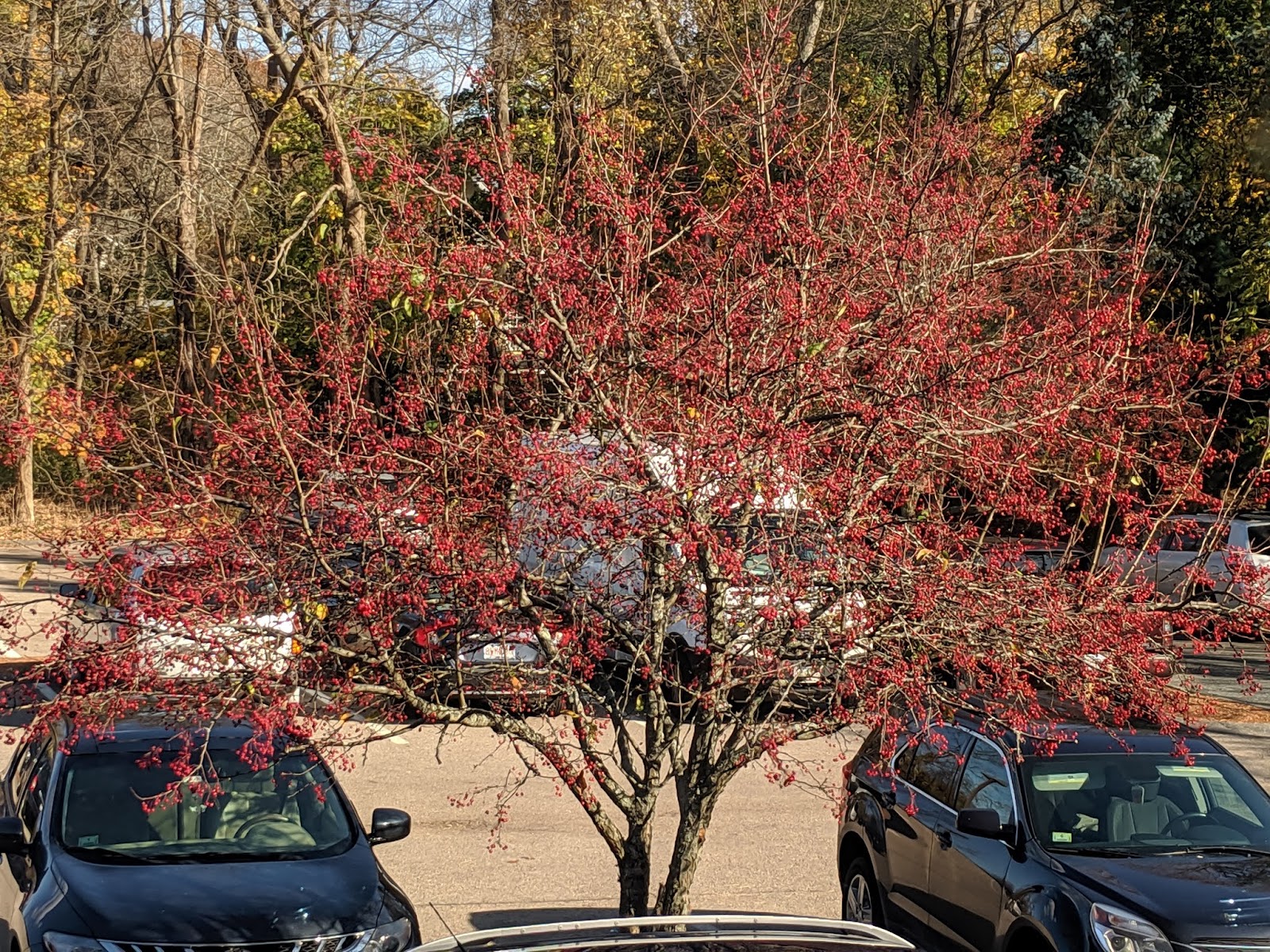 AdviniaCare Wellesley Alzheimer's Center