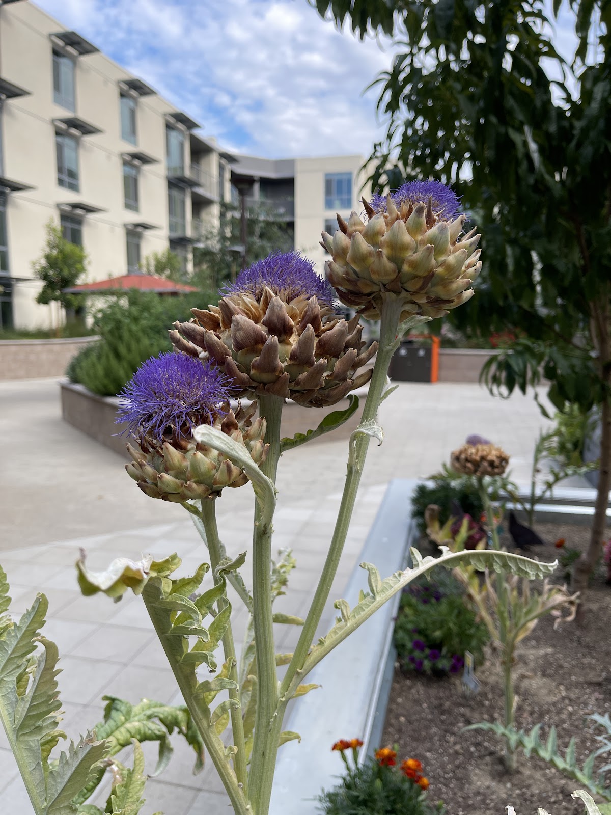 Sequoia Living Viamonte at Walnut Creek