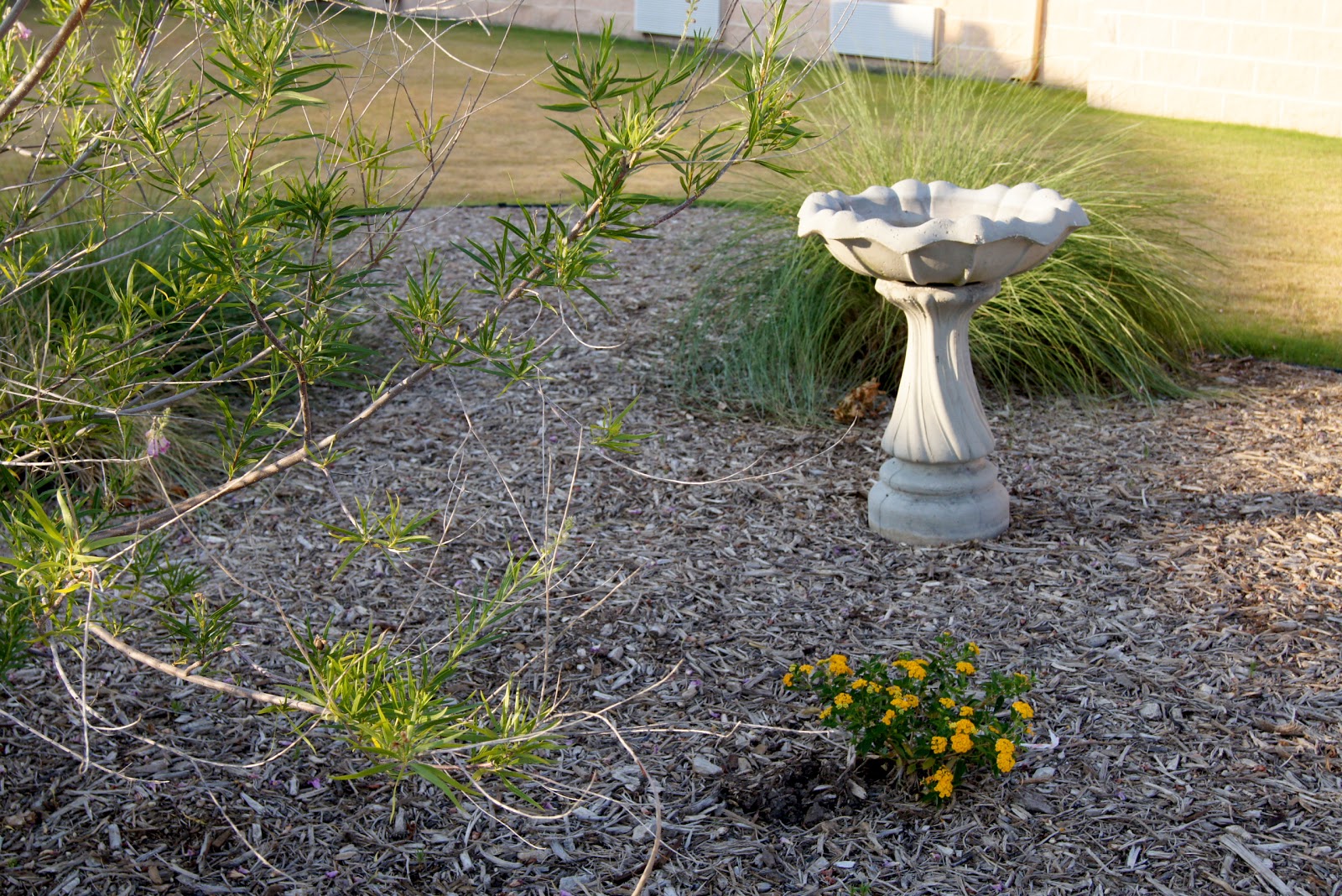 Lone Star Rehabilitation and Wellness Center