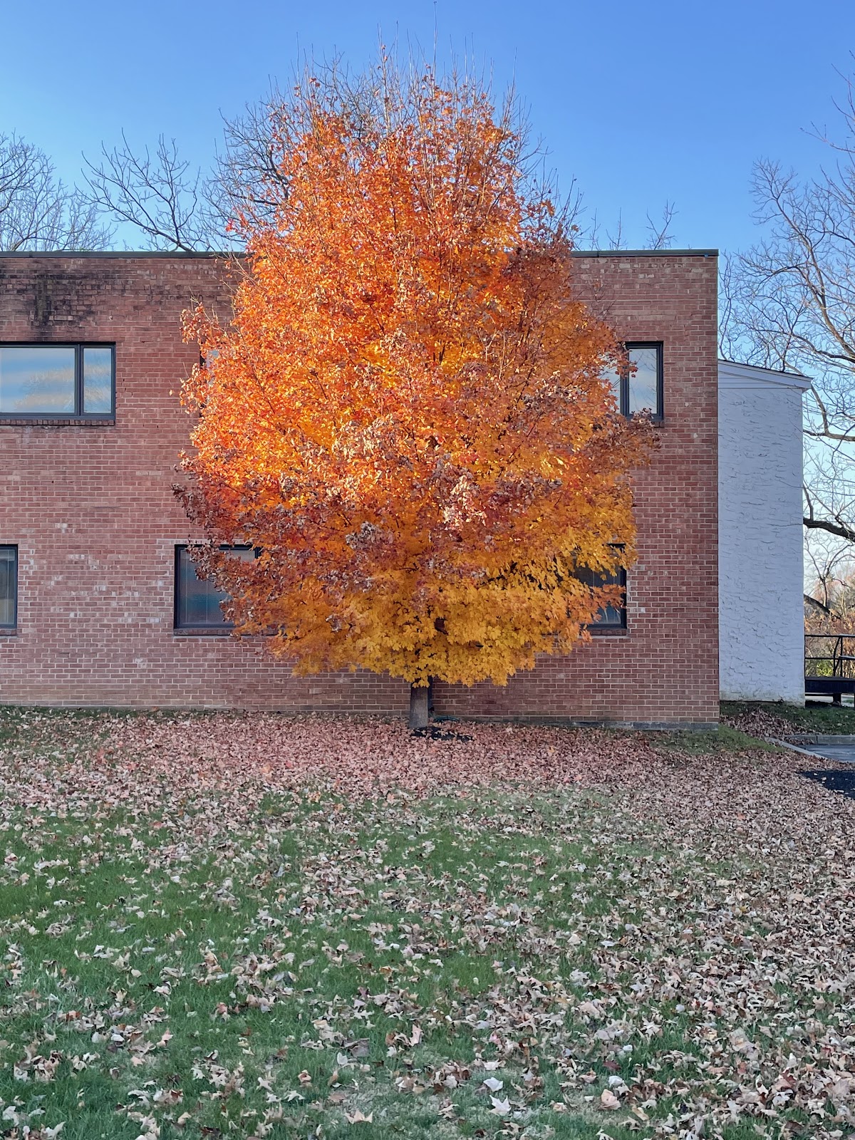 Meadowview Rehabilitation And Nursing Center