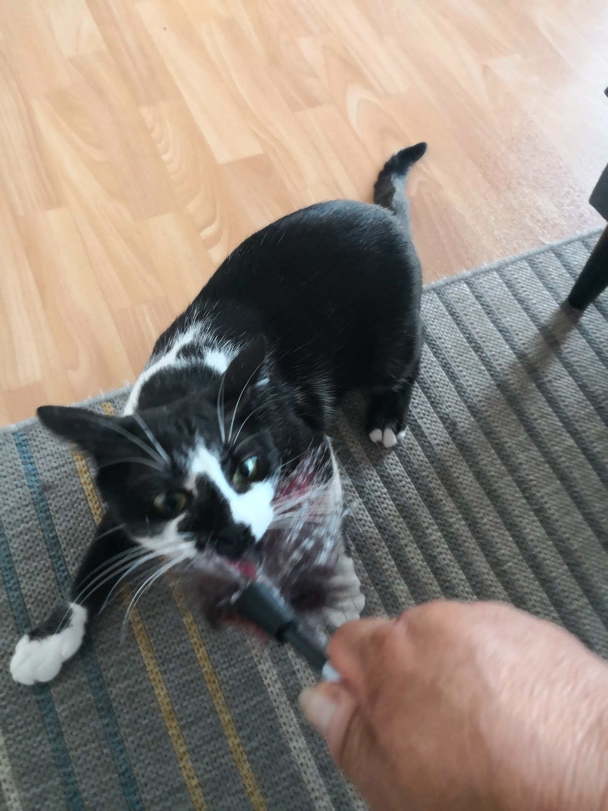 Tieroase Heuchelheim