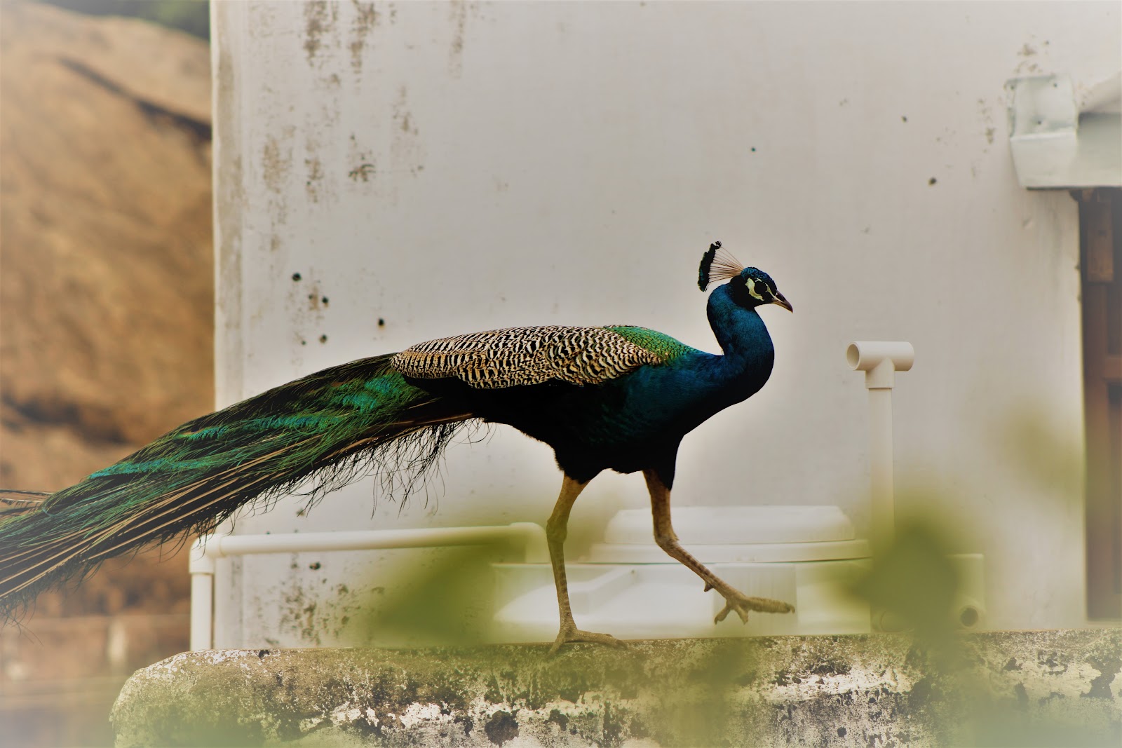 Viralimalai Peacock Sanctuary