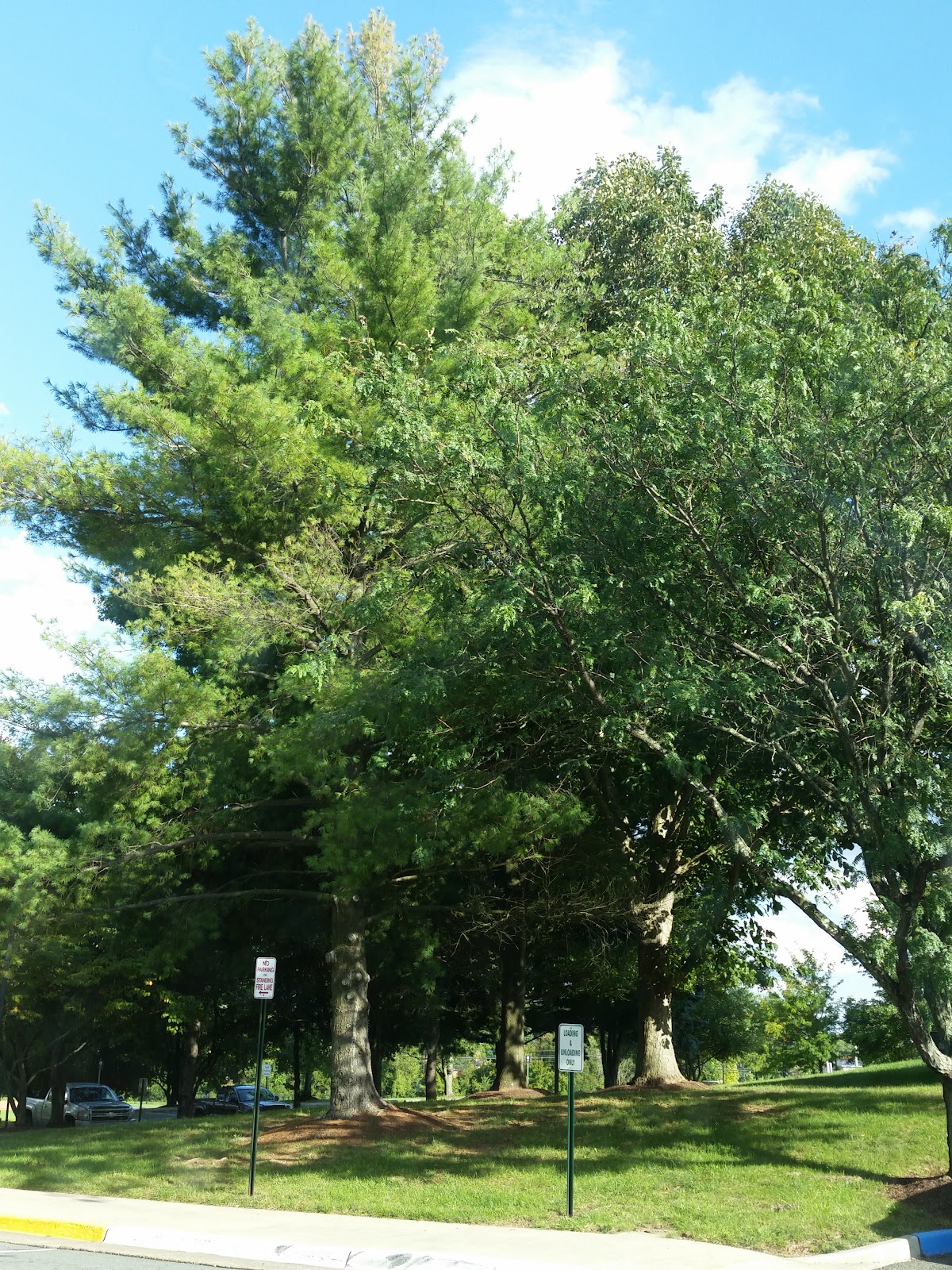 Loudoun Rehabilitation and Nursing Center