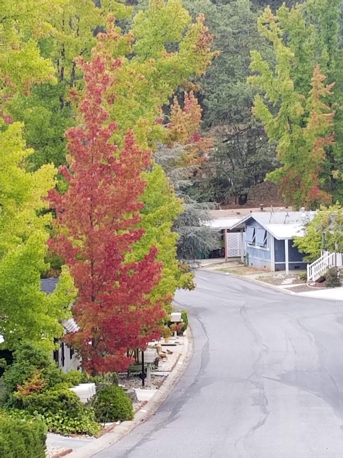 Forest Springs