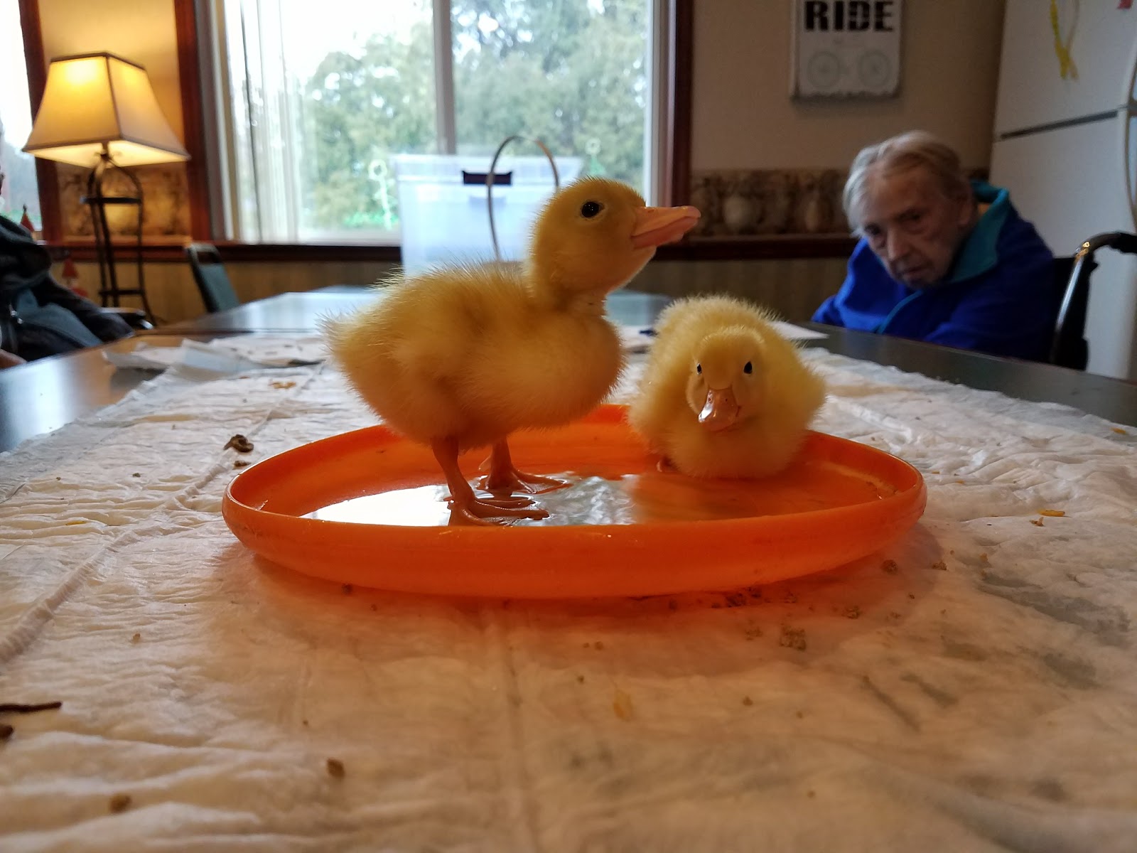 Orchard Creek Senior Living And Health Care