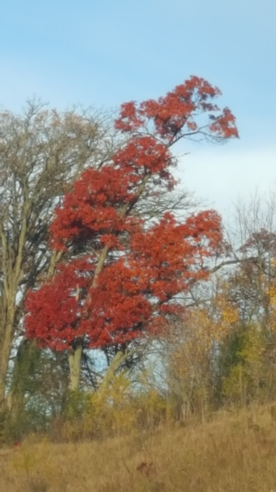 Edgewood Brainerd